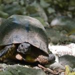 Tortue aux pieds des falaises