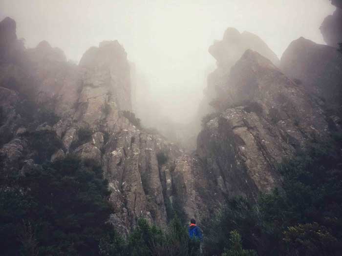 Organ Pipes