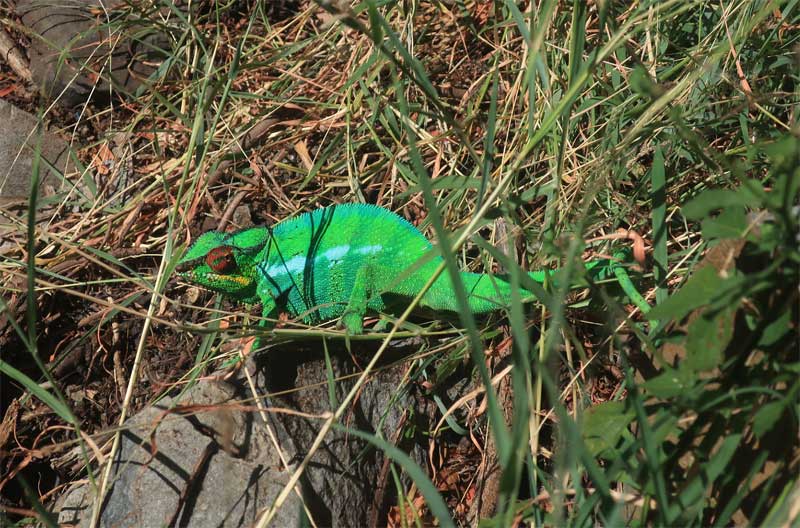 Cameleon vert